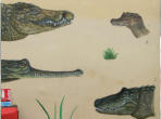 Differents types de crocodiles