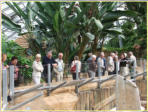Plante des crocodiles - Groupe