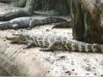 crocodile du Nil